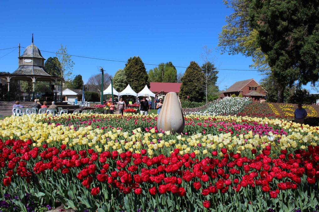 SPECTACULAR: Tulip Time in Bowral – this year’s currently-running festival runs through to September 27. (Photo: Wingecarribee Shire Council)