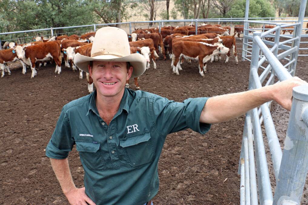 HOST: Eringoarrah Station manager Cam Anderson hosted the weaning acclimation field day. 