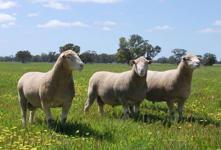 PRIME RAMS:
The Poll Dorset breed, developed in Australia by Australian producers to perform in Australian conditions, perform exceptionally well for prime lamb producers through all states and environs in this vast country.