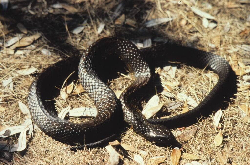 A rather dark coloured tiger snake that could be mistaken for another
less lethal species. (Photo: Dan Lunney) 