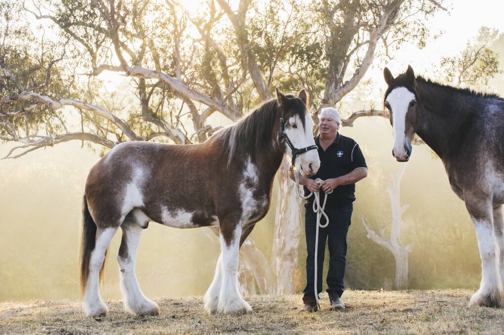 BIG BOYS: Chris Broers - with his Clydesdale, Prince, and shire horse Wes -  organised a two-day festival of heavy horses. Photo: Rohan Thomson/The Canberra Times 