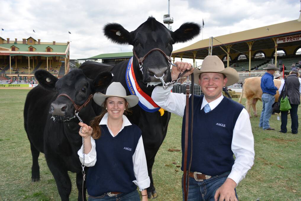 GOULBURN BRED: N-Bar Angus Stud manager Tim Reid, and Brisbane cattle show handler Eliza Quinn with the Ekka Champion of Champions Cow and her calf N BAR Miss Black CC&7 G36. (Photo: The Land.) 