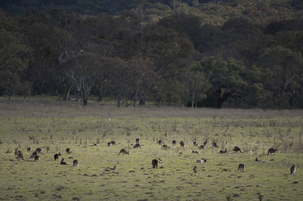 Large numbers of kangaroos grazing near Majura Parkway. Photo: Jay Cronan/CT 