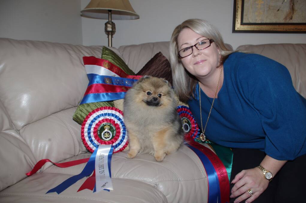 CHAMPION: Top toy dog in the Sydney Royal Easter Show, Pomeranian puppy, Champion Zeigen Justice ov the Peace, who answers to Jay with owner Rebecca Sheridan McVicar and his championship ribbons.
