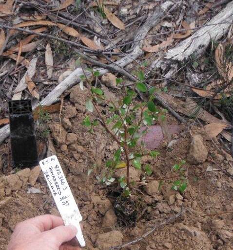 ENDANGERED: An example of the critically endangered Pomaderris shrub that was planted in Tarago and Goulburn by volunteers and staff from Goulburn Mulwaree Council, the Office of Environment and Heritage and the Australian National Botanic Gardens.
