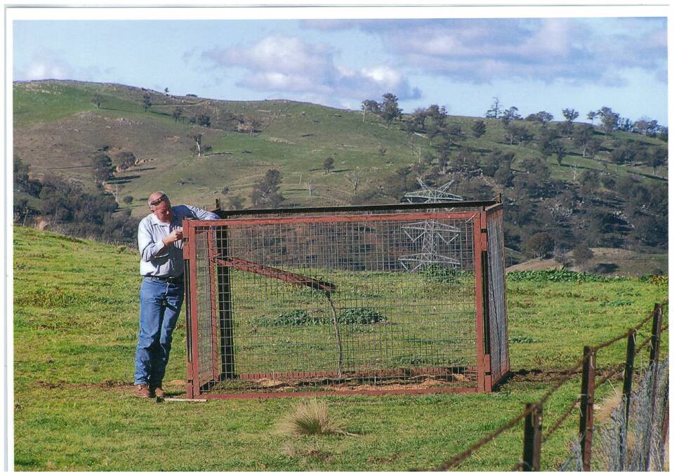 PIG TRAPPING: South East LLS Team Leader Invasive Species, Mark McGaw setting a feral pig trap on a Southern Tablelands property. (Photo: South East LLS.)