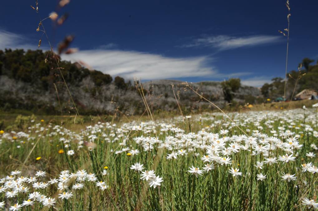 IN BLOOM: Wildflowers at Pretty Plain. You can just see the partially reconstructed Pretty Plain Hut in the right of the frame. The original was burnt down in the 2003 bushfires. This shot was taken Jan 25- 2010. (Photo: Stuart Cohen)
