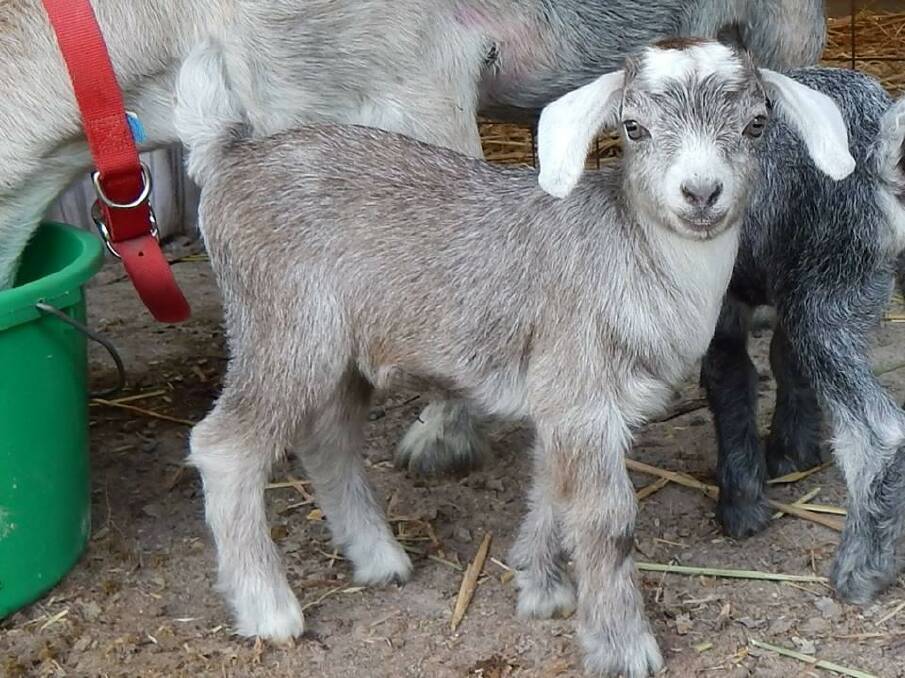 CUTE: A very cute mini goat that will be taking part in this year’s Robertson Show.