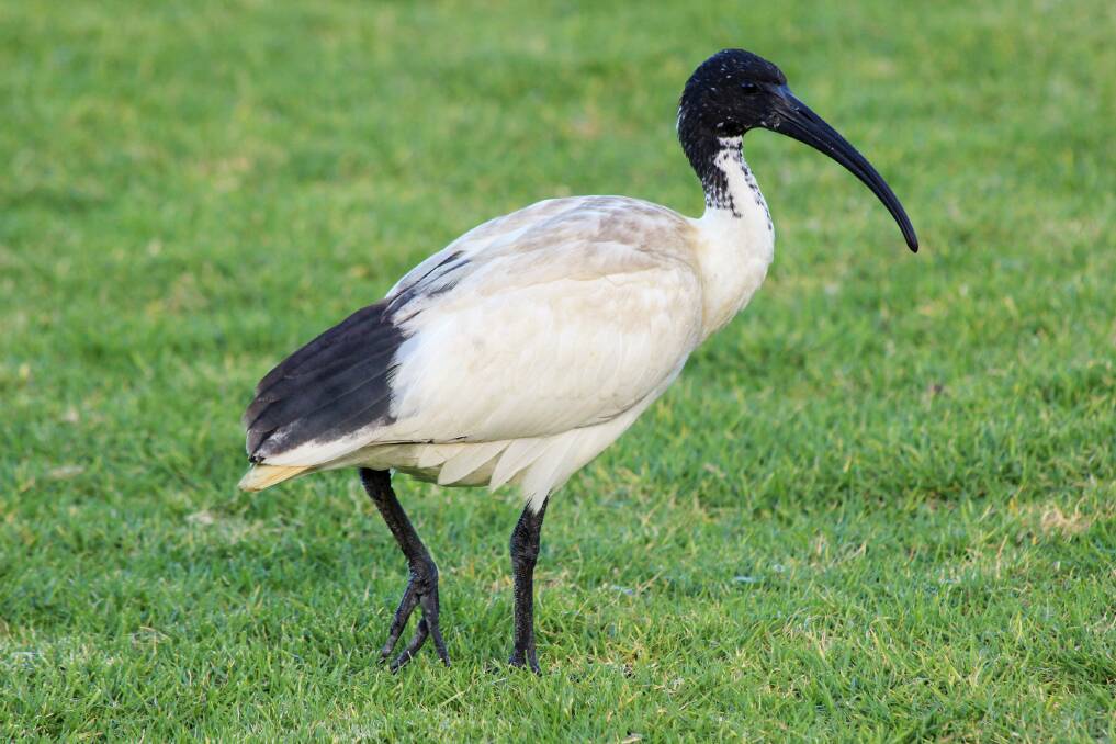 MISUNDERSTOOD: The Australian White Ibis is an often misunderstood bird and can actually be a benefit to your garden. (Photo: Melanie Wagner) 