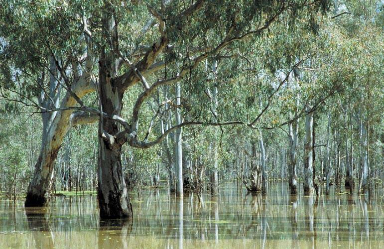 River red gums in flooded in the Barmah forest, Victoria. Photo: Willem van Aken, CSIRO.