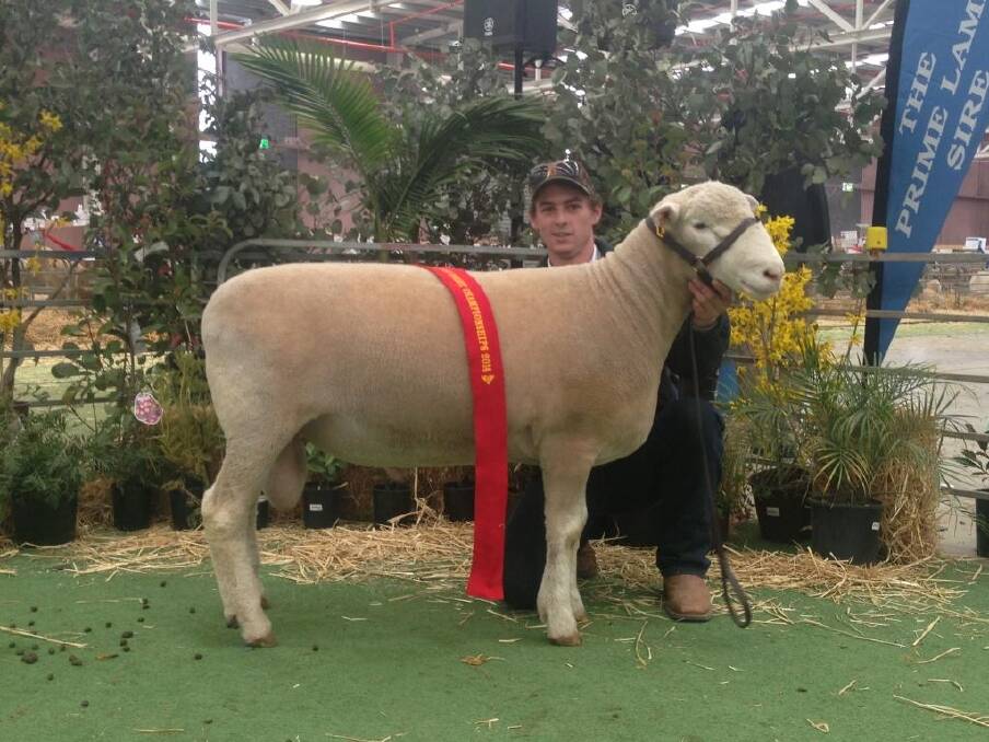 Scott Madden was very pleased to be awarded second place for their  ram born after June 1 the previous year at the Australasian Dorset Championships. 