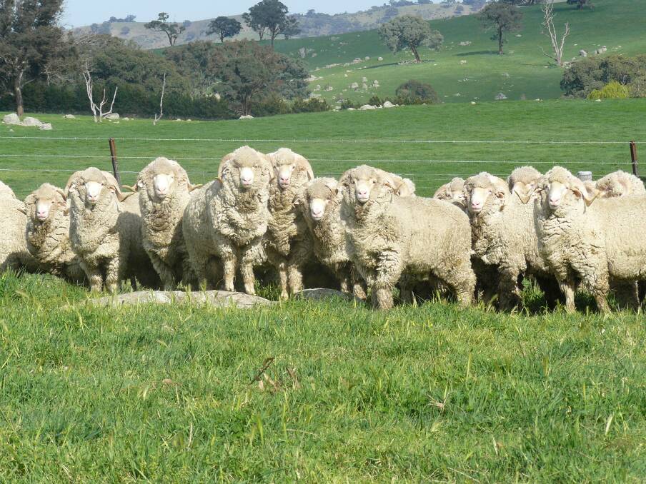 PRODUCTIVE: South East Local Land Services is sponsoring the NSW Grasslands Society Conference to be held in Goulburn from July 14-16. The theme is ‘Making pastures pay’ for animals such as these sheep (Photo: Jen Medway)