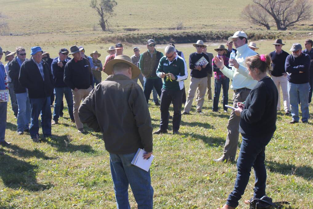 BUSINESS: Auswest Seeds chief agronomist Adrian Keith explains to the crowd the benefits of plantain to their grazing capabilities. (Photo: Antony Dubber) 