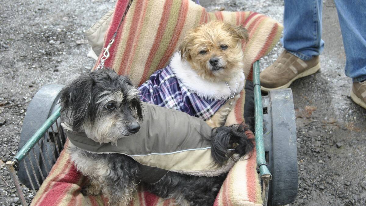 Two pooches kept their paws clean at Brigadoon by riding around in a cart. Photo by Megan Drapalski