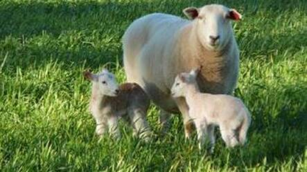 Ewe management course extended
