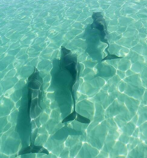 Eyre Peninsula: Dolphins' paradise. Picture: Fernando Diaz Aguirre.