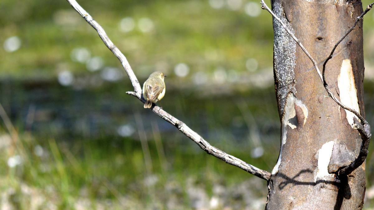 Barossa Valley: A shy little bird at the Kaiserstuhl Conservation Park at Flaxman Valley.