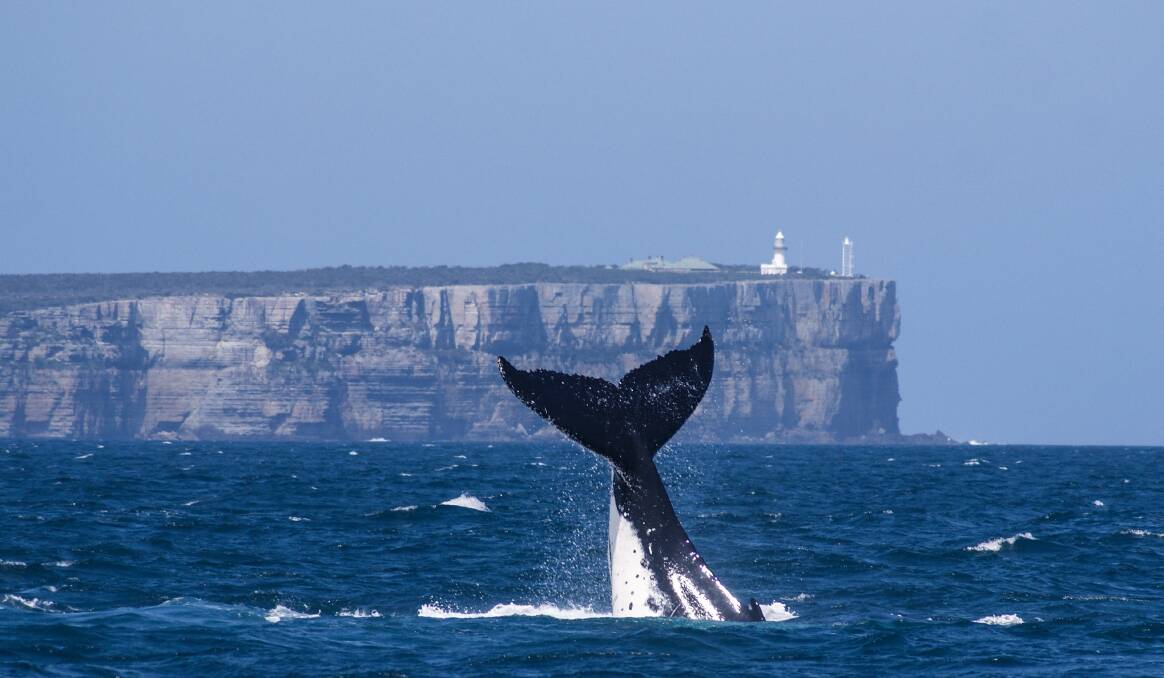 Whale watching in Jervis Bay. Photo: Michelle Stewart.