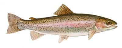A Rainbow Trout. 