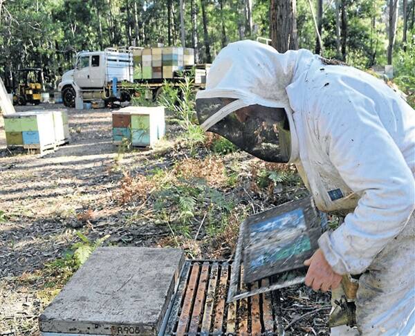 • Goulburn apiarist Greg Roberts inspecting some of his hives on Thursday for signs of insecticide poisoning in the Batemans Bay area. Photo by Ross Irby, Bay Post. 