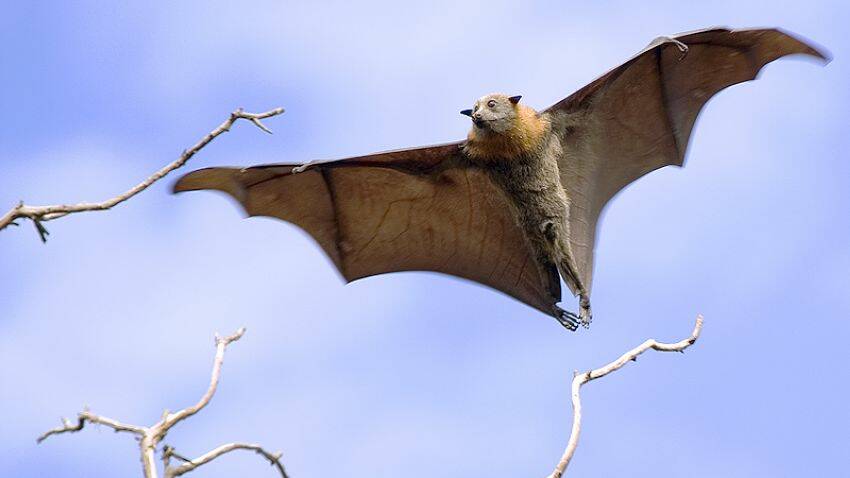 People are being reminded to avoid all contact with bats and flying foxes in the Eurobodalla region due to the threat of lyssavirus.  