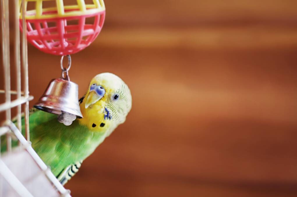 STIMULATION: Caged birds need plenty of enrichment to stave off boredom.