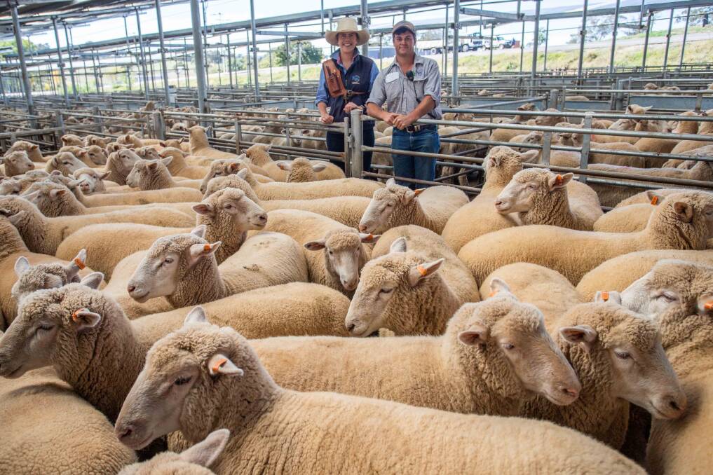 Tegan Morris & Isaac Manion, Butt Livestock & Property with sale topping crossbred lambs sold on behalf of N Gelling & A Wald, Galong for $210 a head.