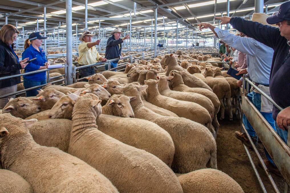 Ray White Livestock selling 51 crossbred lambs on behalf of Derneveagh Pastoral Co, Harden to a market top of $275.20 a head.