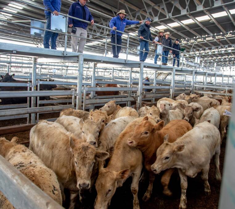 Duncombe & Co sold 22 Charolais cross heifers on behalf of L&M Milford, Coolah, for 286.6c/kg, ave 309.8kg, $888 a head.