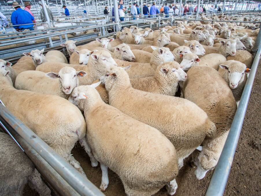 Topping Tuesday's market Anthony Attard sold 60 XB Lambs with Delta Agribusiness for $208.60 a head.