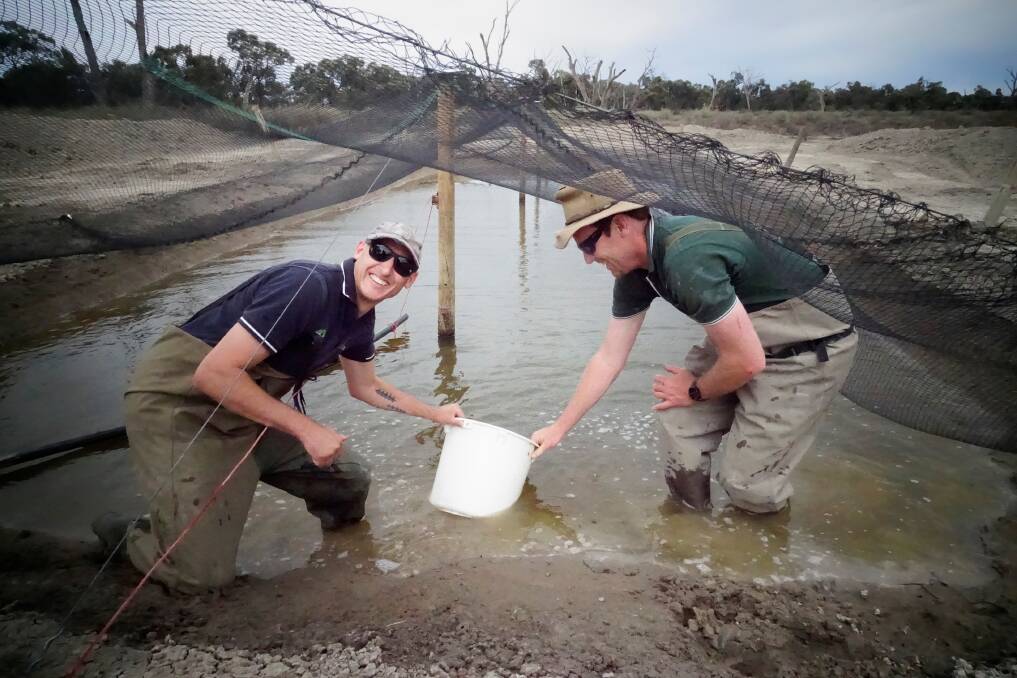 Iain Ellis and Nick Whiterod release fish into the refuge pond. Photo: NSW DPI.