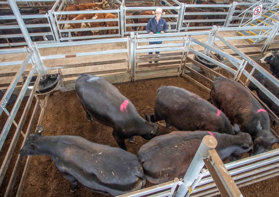 Tegan Morris, Delta Agribusiness sold four Angus steers on behalf of Romani Pastoral Co who topped Thursday's market for 315.6c/kg, av 571.3kg, $1803 a head.