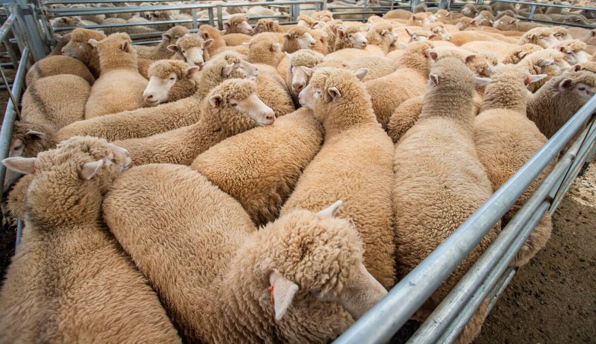 Ryan Logan, Crookwell topped Wednesday’s market with 64 XB Suckers sold by MD & JJ Anderson for $216 per head.