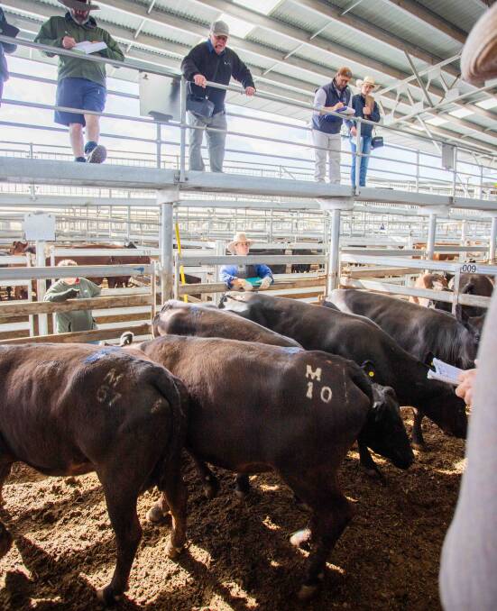 Michael Hall Livestock & Property sold two Angus cows for S&L Keyworth for 255c/kg, av 590kg, $1505/head.