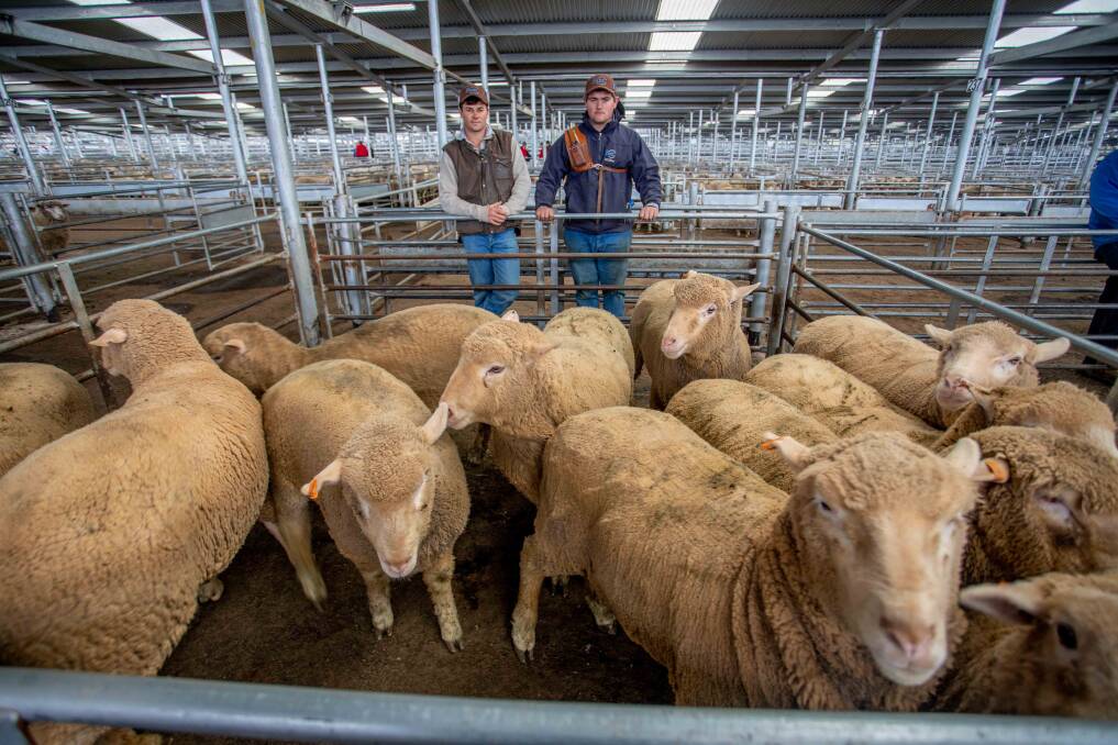 J&A Caldwell, Young, topped Wednesday's market with crossbred lambs sold by Issac and Jason, Butt Livestock & Property for $270 a head.
