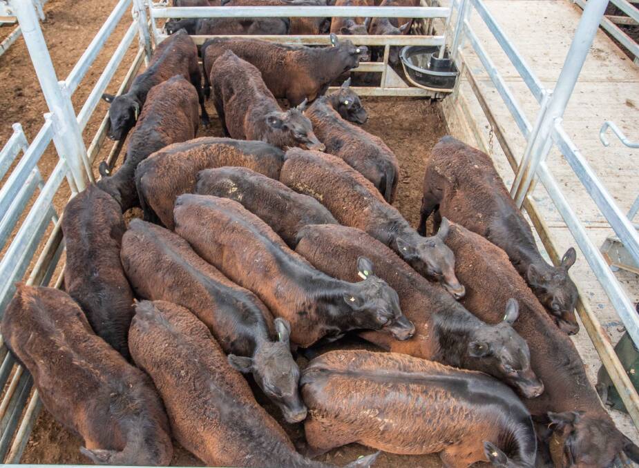 W&V Royds, Binalong topped Thursday's sale with 35 Angus x Steers sold by Butt Livestock & Property to a top of 314.2c/kg, av 258.5kg, $812.30 per head.