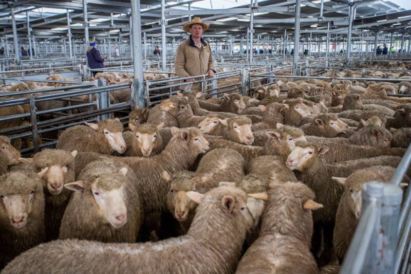 Greg Anderson (MD & JJ Anderson) sold 348 XB suckers on behalf of D & K Logan, Crookwell, to a top of $185 per head.
