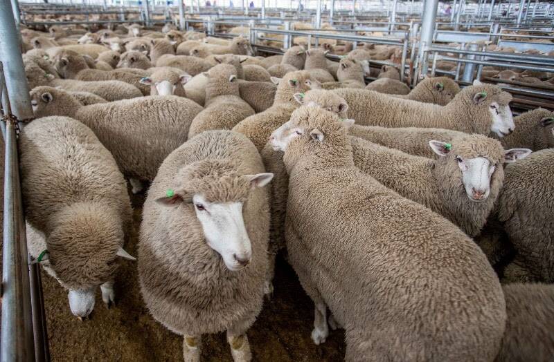 RTR Rural, Goulburn sold 1020 crossbred suckers with Agstock, to a top of $238 a head - topping Wednesdays sucker market.