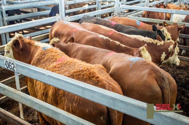 Michael Hall Livestock sold six hereford steers on behalf of T Dowsley, Taralga, for 297.2c/kg, av 681.7kg, $2025.91 per head, topping Thursday’s sale.