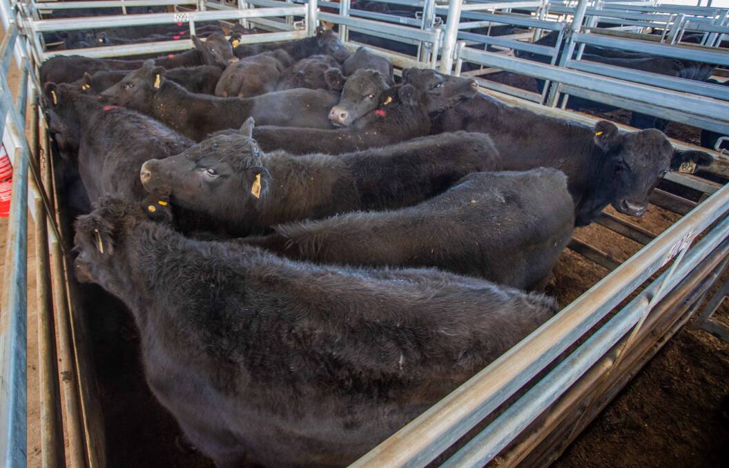 Elders sold a total of 34 Angus steers to a market top of 319.2c/kg on behalf of Cate Investments. This pen averaged 546.9kg, $1746 a head.