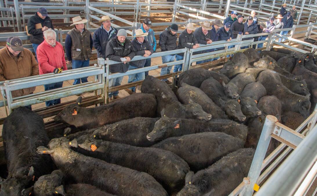 Derneveagh Pastoral, Harden, topped Thursday's market with Ray White Livestock selling 28 Angus steers to a top of 328c/kg, av 407.3kg, $1336 a head.