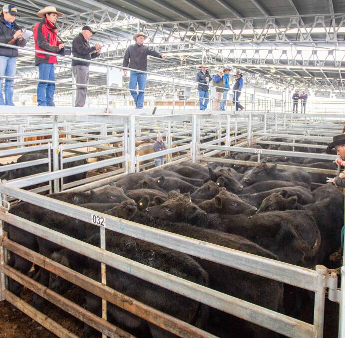 Elders selling 18 Angus steers on behalf of J&M Hahn for 308c/kg, av 370kg, $1140 a head.