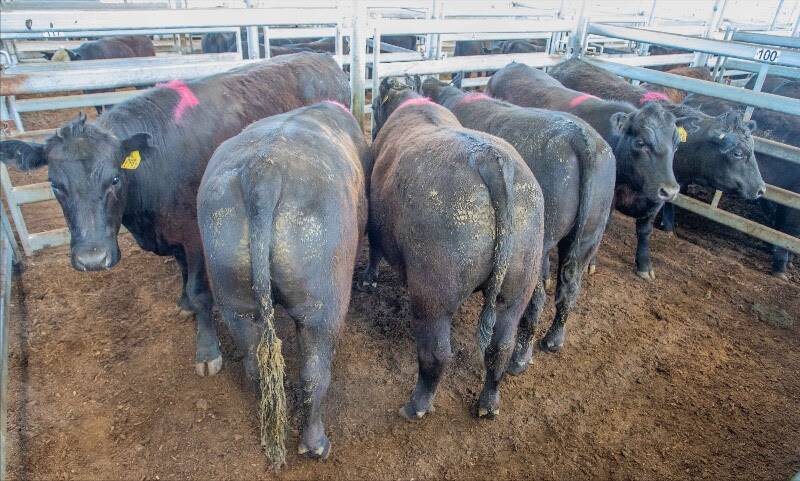 Elders sold six Angus steers for 315c/kg, average 575kg, $1811 a head on behalf of Rugby Pastoral Co.
