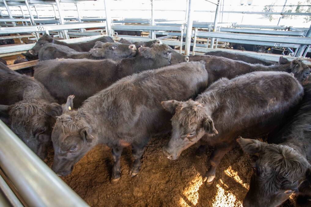 Duncombe & Co sold Angus steers on behalf of B&B Brown, Goulburn for 319.2c/kg, average 452.9kg, $1445.71 a head.