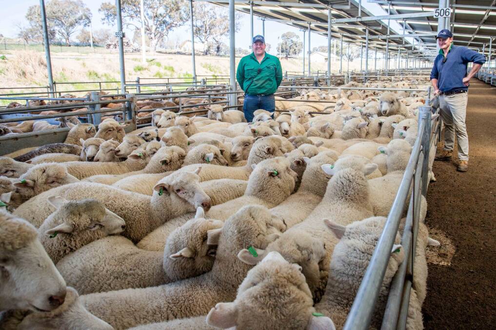 Toby Elliot and Charlie Croker, Landmark, sold 181 crossbred lambs on behalf of J Shiel, Lake Bathurst, to a top of $190 a head.