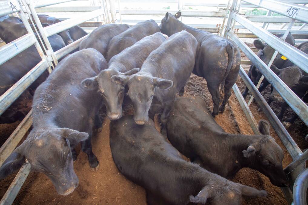 Delta Agribusiness sold eight Angus steers for Bookham Station for 292c/kg, av 386.9kg, $1130/head on October 24.