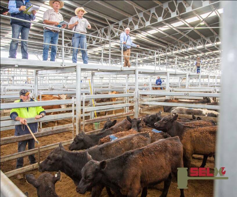 MD & JJ Anderson sold 9 Angus x steers for 319.6c/kg, av 186.1kg, $594.81 on behalf of Royal Oak Pastoral Co.