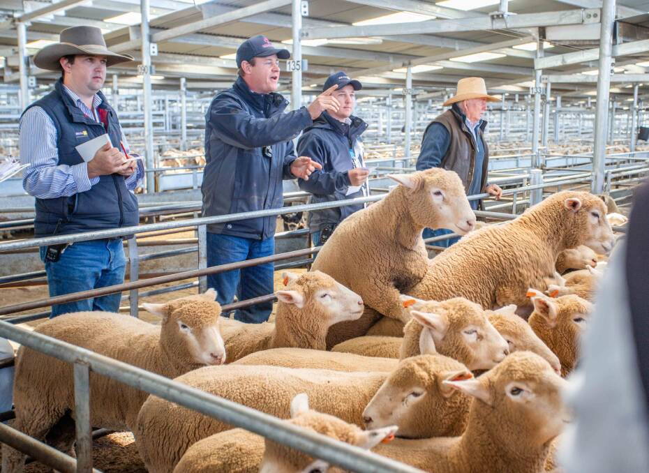 Delta Agribusiness selling XB lambs on behalf of Ellerview Pastoral Co, Young for $218 a head.