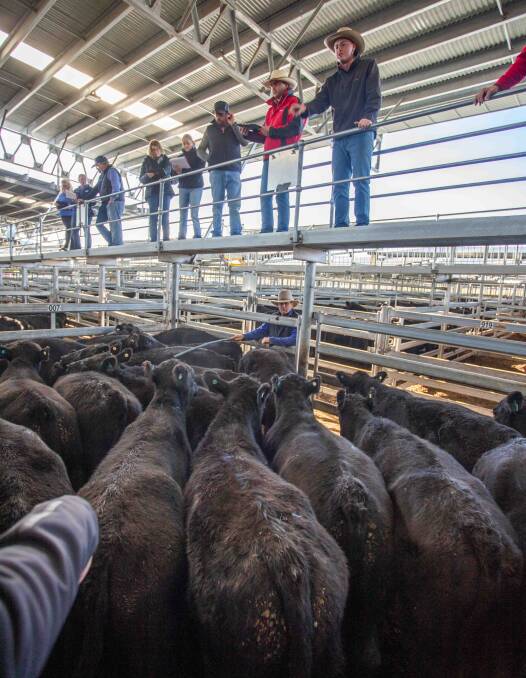 Elders selling the market topping Angus steers on behalf of DW MacArthur-Onslow, Goulburn for 320.2c/kg, av 344.6kg, $1103.41 a head.