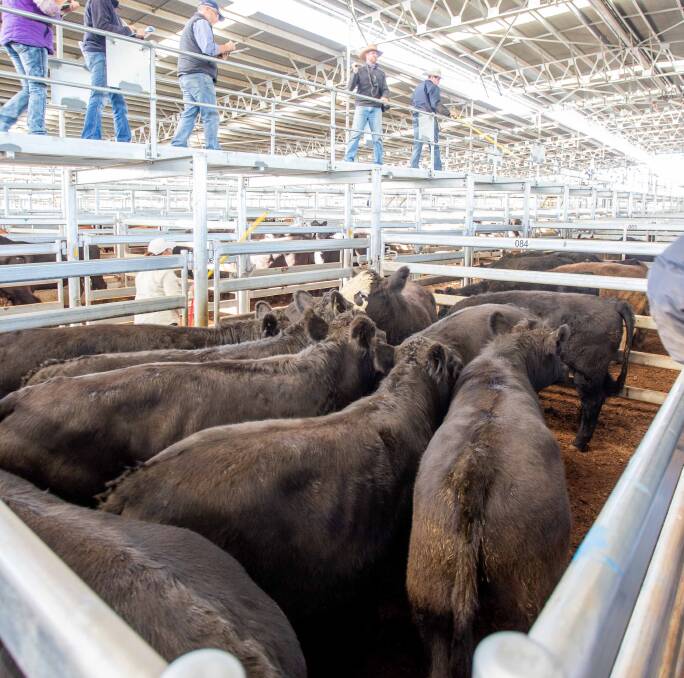 Jim Hindmarsh & Co sold Anguscross steers on behalf of N Tetley & S Buchanan, Braidwood for 300c/kg, av 419kg, $1257 a head.